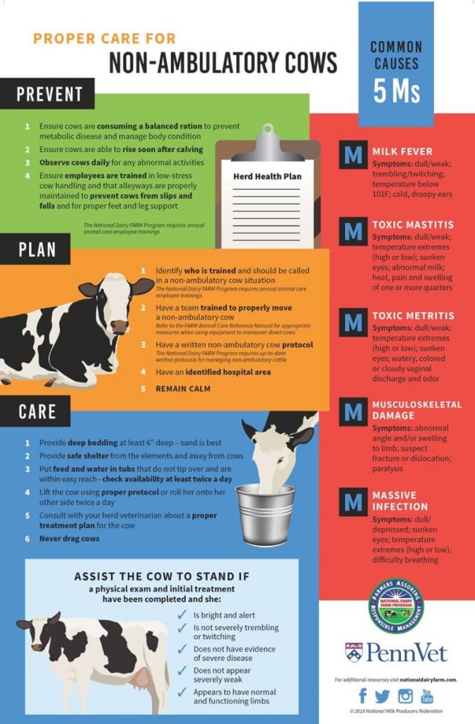 Proper Care for NonAmbulatory Cows Poster English and Spanish National Dairy FARM Program