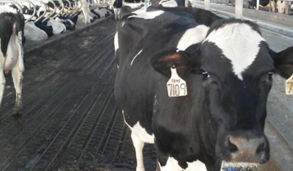 Keeping Cows Comfortable Tops Our ToDo List