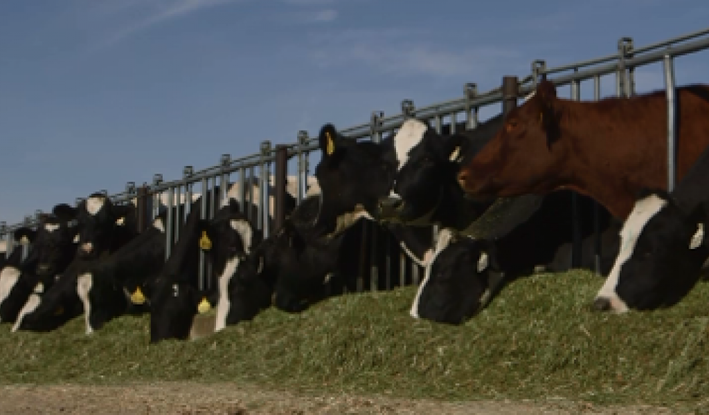 Cow Nutrition What Do Cows Eat? National Dairy FARM Program