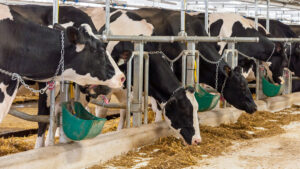 DairyFarming Tie Stall Barn