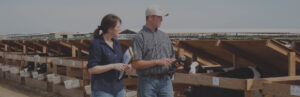 Dairy farmers checking cows