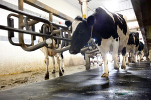 cows entering milking parlor