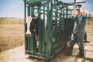 Large animal vet helping cow