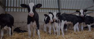 Dairy calves in a barn