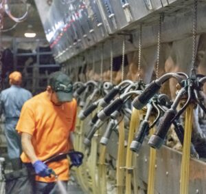 Dairy farmer cleaning milking station